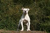 BOULEDOGUE AMERICAIN 343
